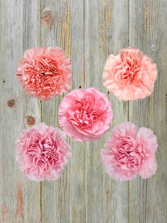 PINK CARNATIONS